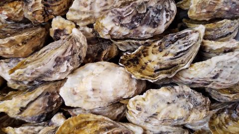 The high level of calcite in the water makes the oysters' shells more opaque than traditionally farmed oysters. 