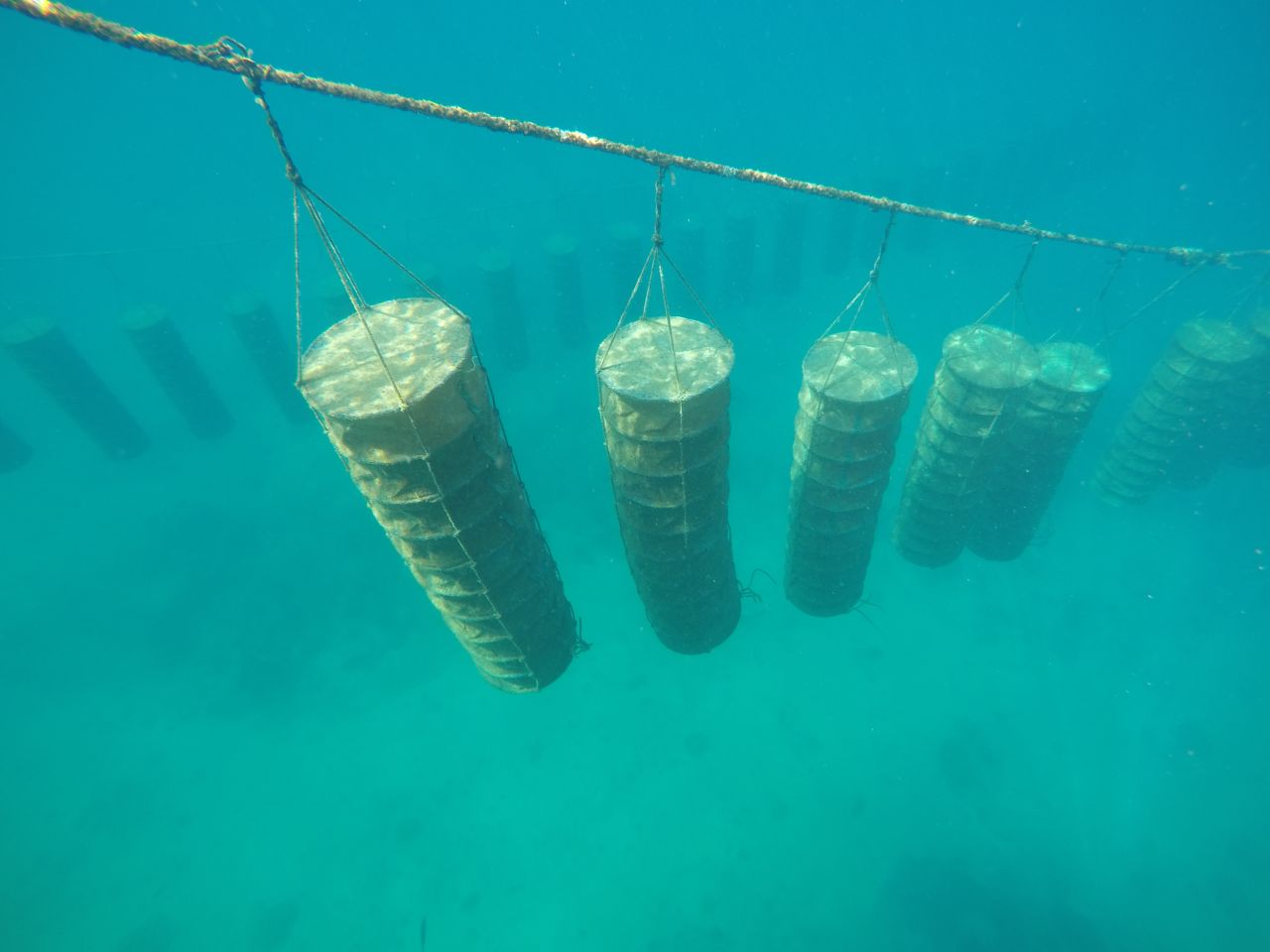 The oysters are separated according to size and placed in fine grade mesh nets underwater. 