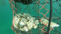 dibba bay oysters uae feast dubai vision_00002826.jpg