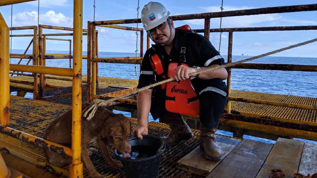 Workers threw a rope around the dog to rescue it from the sea.