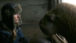 Sophie Lanfear Walrus