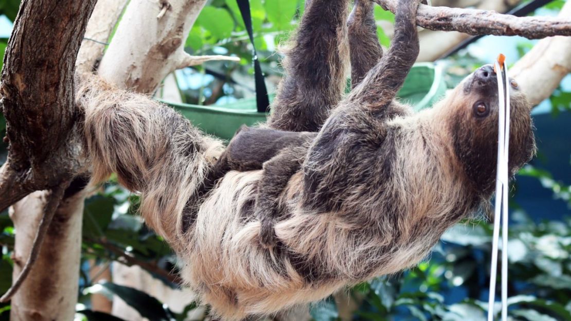For years, young sloths stick close to their mothers.
