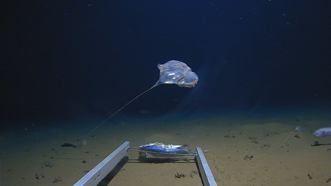 <strong>Strange discovery: </strong>This mysterious new creature's been spotted on the bottom of the Indian Ocean -- it's been described by the diving team as an "extraordinary gelatinous animal" which "does not resemble anything seen before."