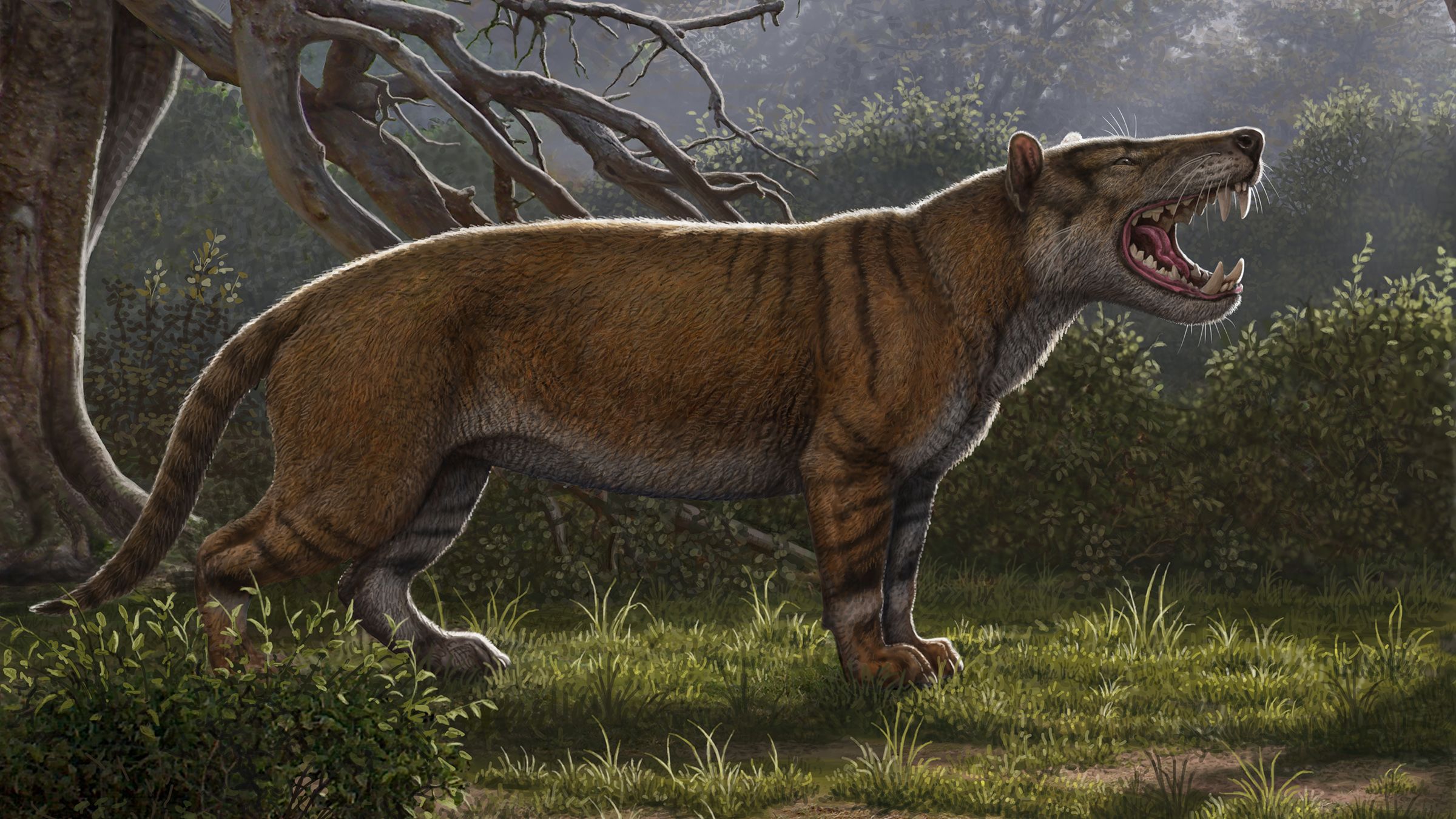 Researchers identify largest carnivorous mammals ever to live on land | CNN