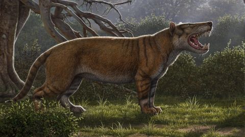 An artist's illustration of Simbakubwa kutokaafrika, a gigantic carnivore that lived 23 million years ago. It is known from fossils of most of its jaw, portions of its skull and parts of its skeleton. It was a hyaenodont, a now-extinct group of mammalian carnivores, that was larger than a modern-day polar bear.