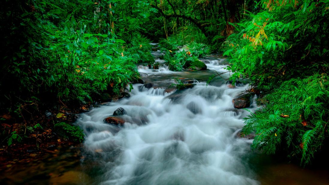 <strong>Bwindi Impenetrable Forest, Uganda:</strong> This lush forest is one of the last homes of the mountain gorilla, and several hundred call this national park home.