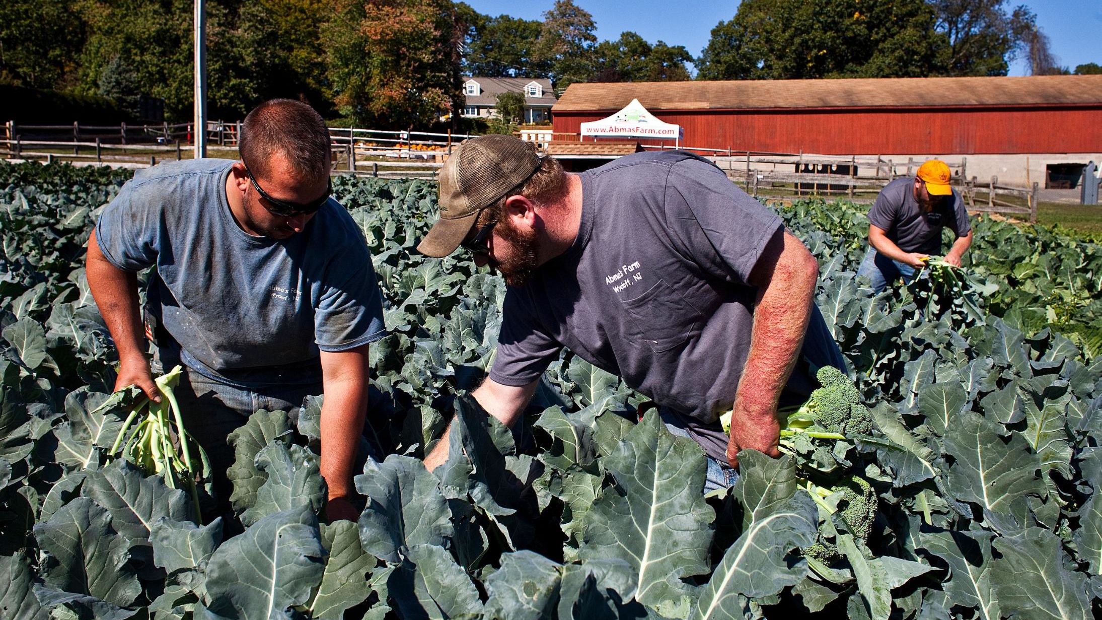 Darren Ehlers, (left) Jimmy Abma (center) and Josh Abma (right) cut heads of broccoli at Abma's Farm on Lawlins Road in Wyckoff, N.J., on Friday, October 7, 2016.