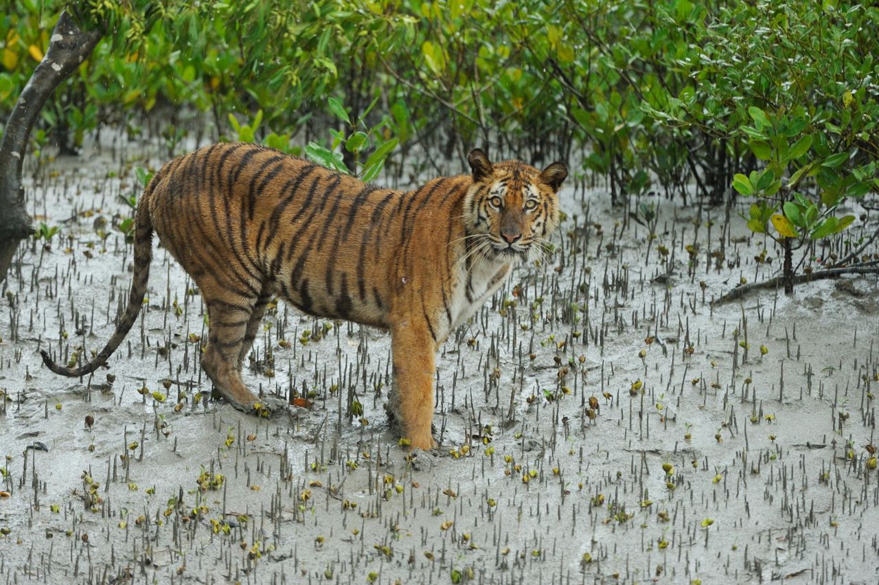 A Bengal tiger in the Sundarbans. 