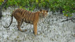 A Bengal tiger in the Sundarbans, the world's largest mangrove forest in India and Bangladesh. 
