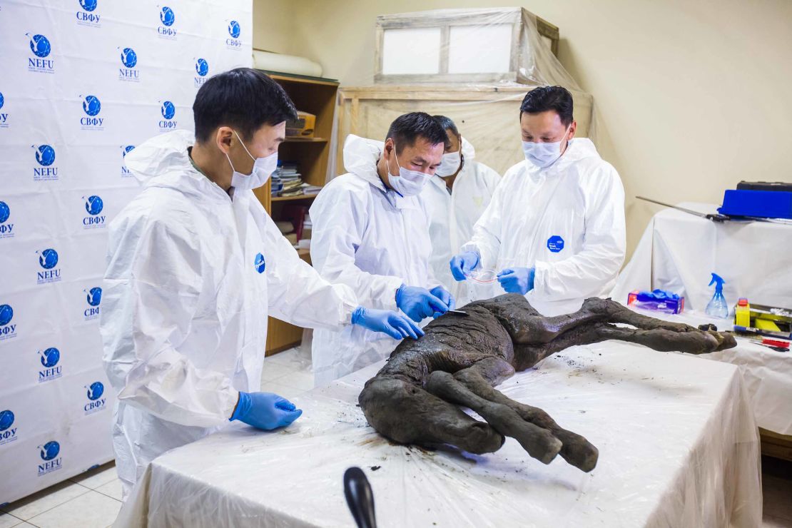Researchers inspect the animal.