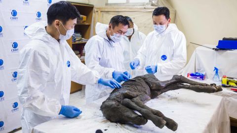 Researchers inspect the animal.
