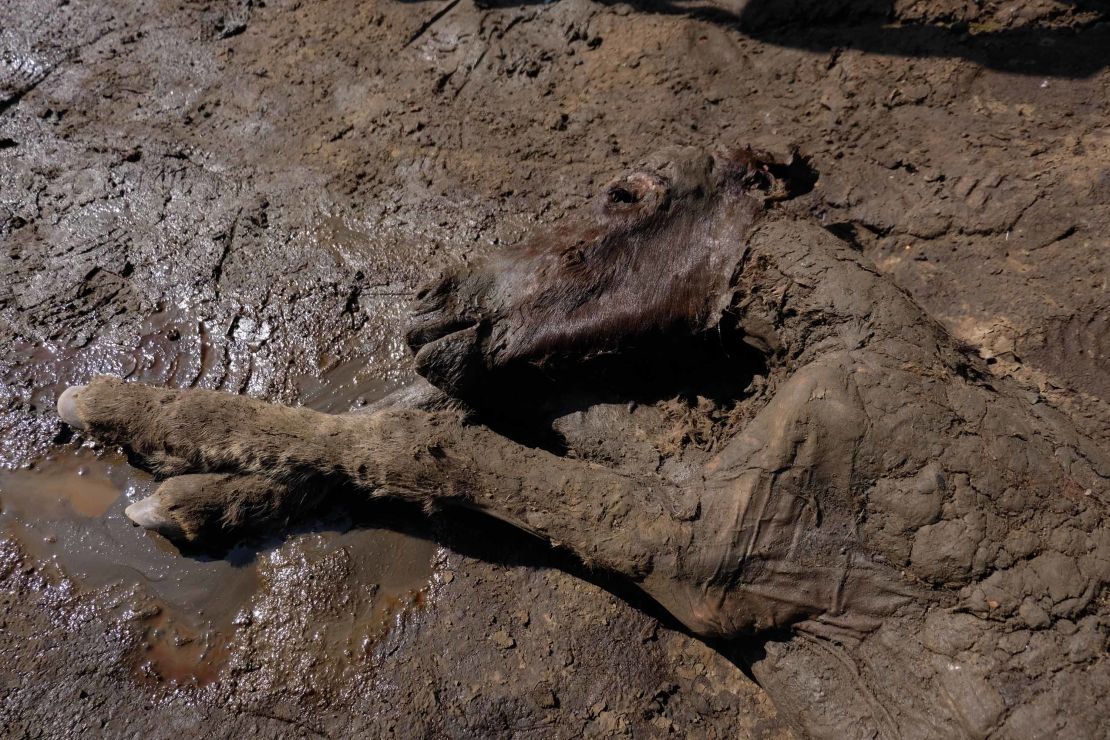 The foal was found in the Batagaika crater.