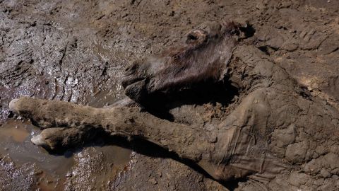 The foal was found in the Batagaika crater.
