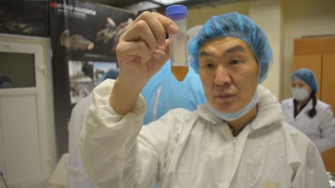 Researchers hope to clone the foal.