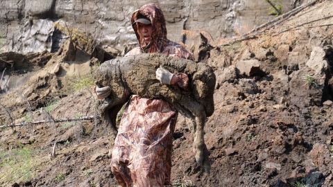 A researcher on site with the foal.