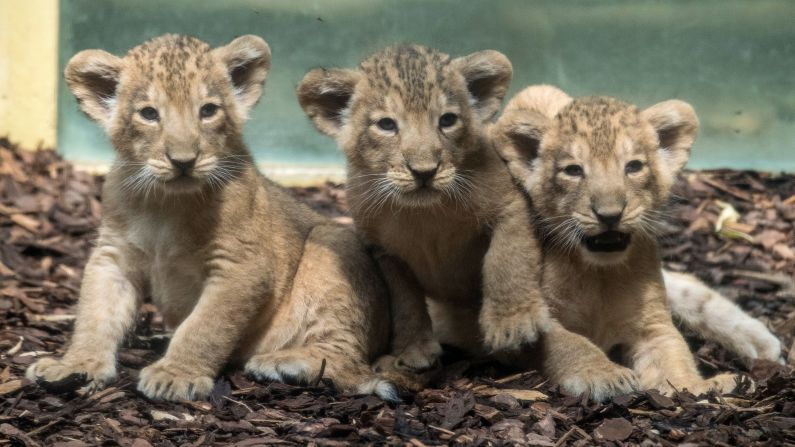 <strong>Frankfurt Zoological Gardens:</strong> Baby lions are just the beginning of the animals you'll see here. It's one of Europe's oldest zoos, dating back to the 1850s.