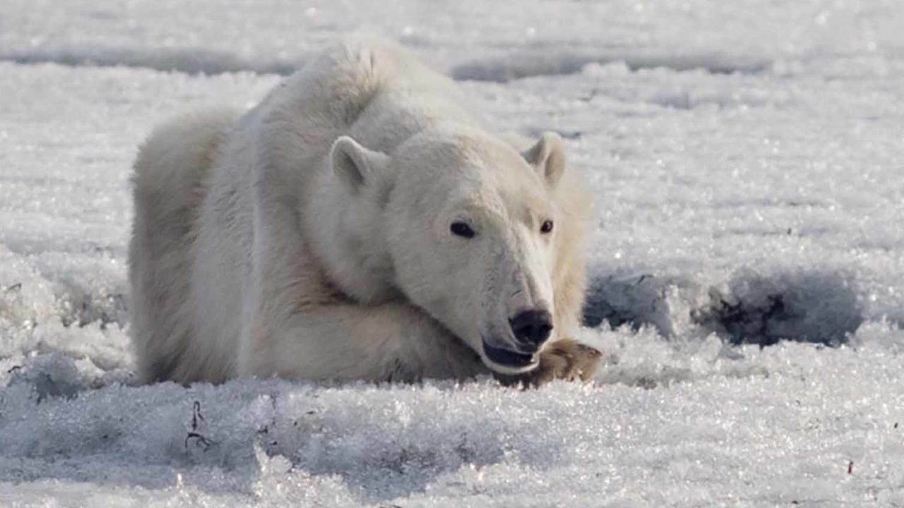 A polar bear was found wandering in the Russian village of Tilichiki on April 16, 700km from his home.