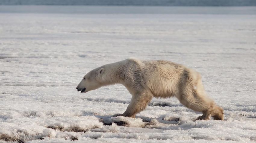 A polar bear was found wandering in the Russian village of Tilichiki on April 16, 700km from his home.