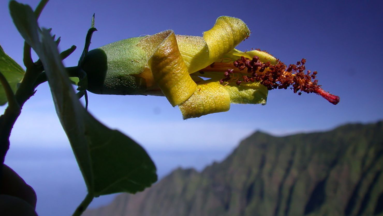 Thought to be extinct, the Hibiscadelphus woodii was rediscovered on a cliff face by a drone. 
