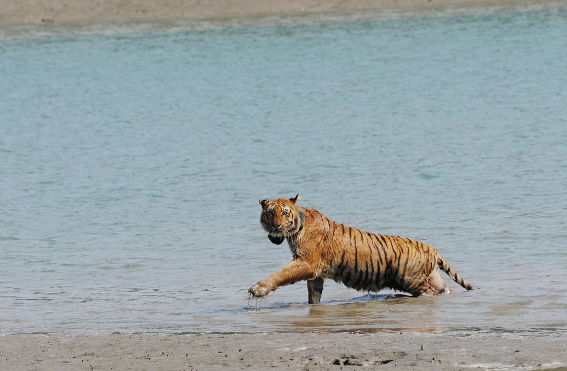 A tiger wearing a radio collar wades through a river after being released by wildlife workers in the Indian Sundarbans.