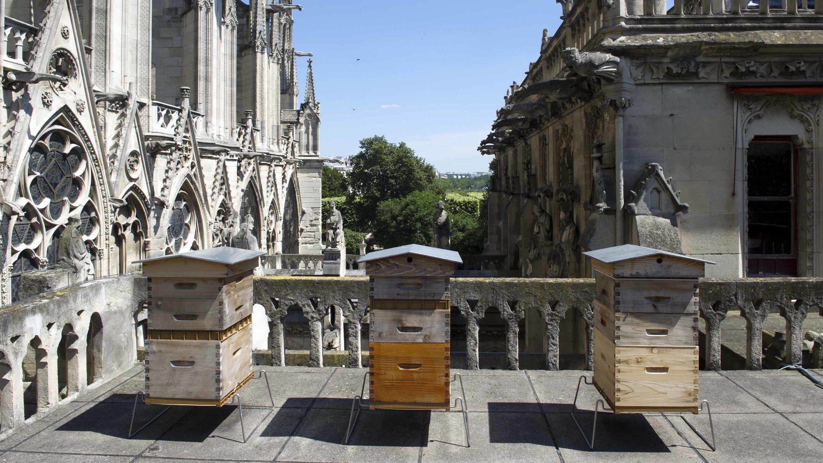 The beekeeper Nicolas Geant settled three hives on the roof of the sacristy of Notre Dame.