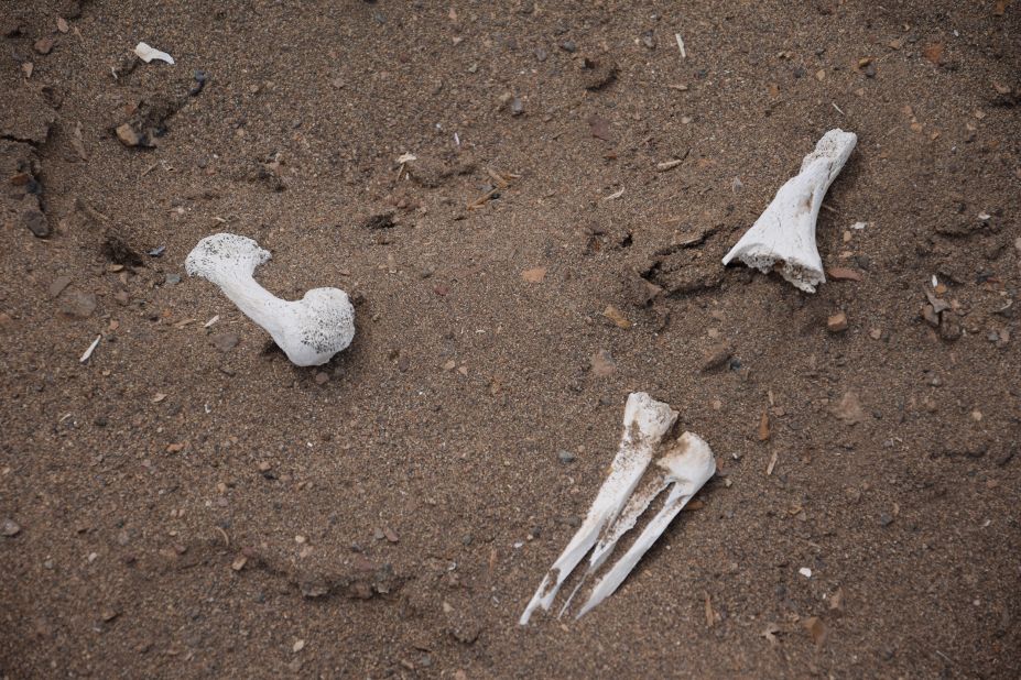 <strong>Buried bones.</strong> A rare rainstorm in February unearthed Chinchorro burial sites near the community of Caleta Camarones. The fishermen who live there re-bury bones and other artifacts to deter grave robbers.