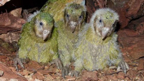 Three young kākāpō chicks, part of this year's historic kākāpō baby boom. 
