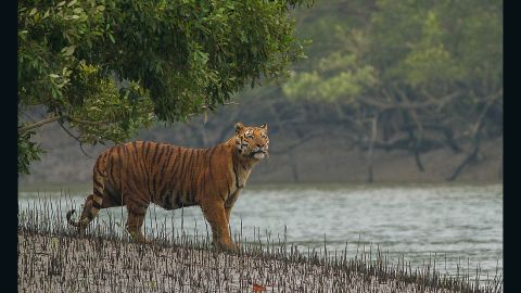 A Bengal tiger in the Sundarbans, which crosses India and Bangladesh.