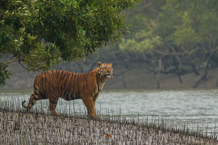 The Sundarbans mangrove forest is home to including 260 bird species, the estuarine crocodile, Indian python and the Bengal tiger.