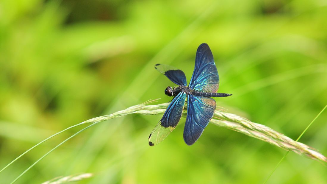 <strong>6,000 species: </strong>There are about 6,000 different species of flora and fauna living inside the DMZ, according to the National Institute of Ecology of South Korea. 