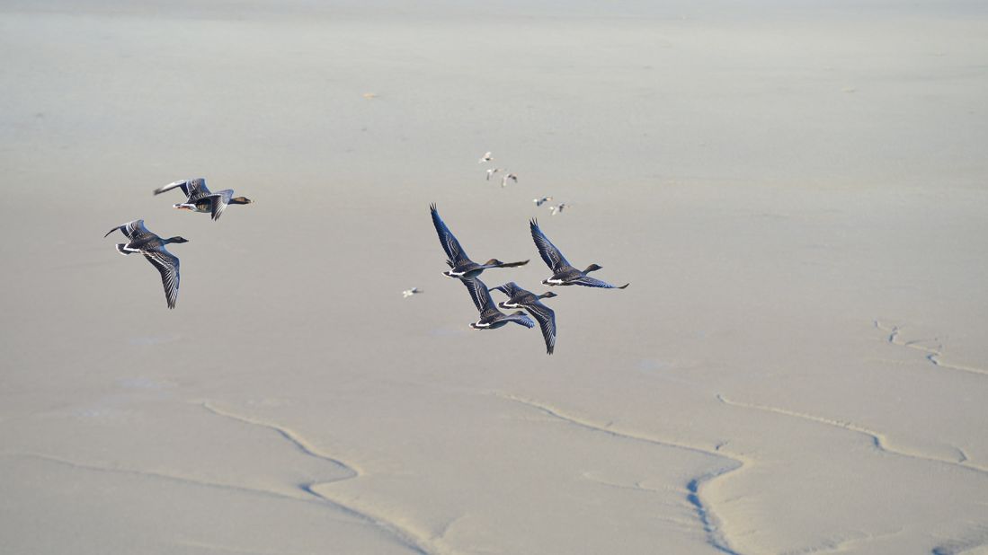 <strong>Rare migratory birds: </strong>Kim is particularly interested in the rare migratory birds that travel from Siberia to spend winter in the DMZ's warmer wetlands, from the endangered red-crowned cranes to the vulnerable white-naped cranes.