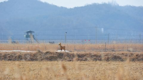 <strong>A post-apocalypse world?: </strong>"If you were to do an experiment on how new species could be restored when the earth has gone to ruins, the DMZ would be the best place," says Kim Seung-ho, the head of the DMZ Ecology institute.