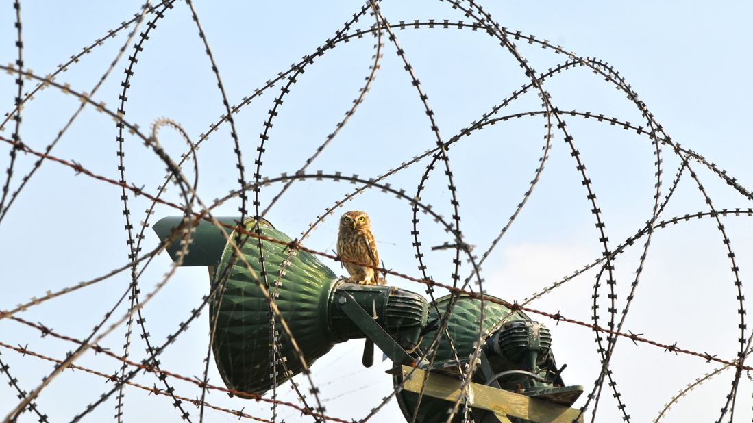 <strong>Safeguard the DMZ's wildlife: </strong>"I want to safeguard the biological resources of the DMZ as a tool to heal the wounds of separation."