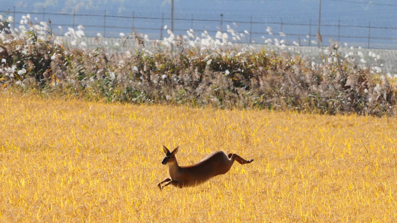 <strong>Native species: </strong>When it comes to mammals, species such as water deer (a native species known for its vampire-like fangs) and leopard cats can be spotted prowling the empty fields that abut barbed-wire fences.