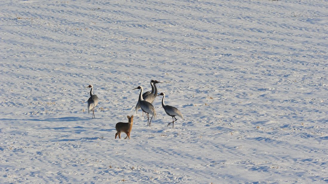 <strong>Filled with animals </strong>Migratory birds such as red-crowned cranes as well as water deer and mountain goats are some of the animals that call the DMZ home.