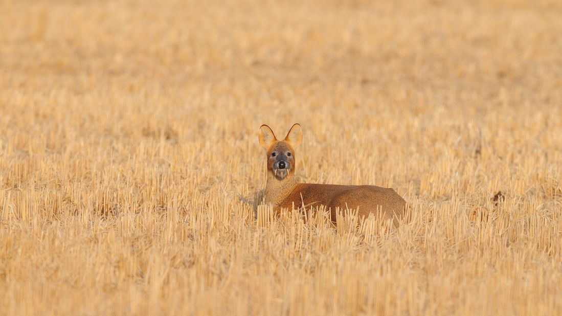 <strong>DMZ wildlife: </strong>The Demilitarized Zone (DMZ) on the Korean Peninsula, where tensions of a decades-old war linger, is an unexpected haven for wildlife. 