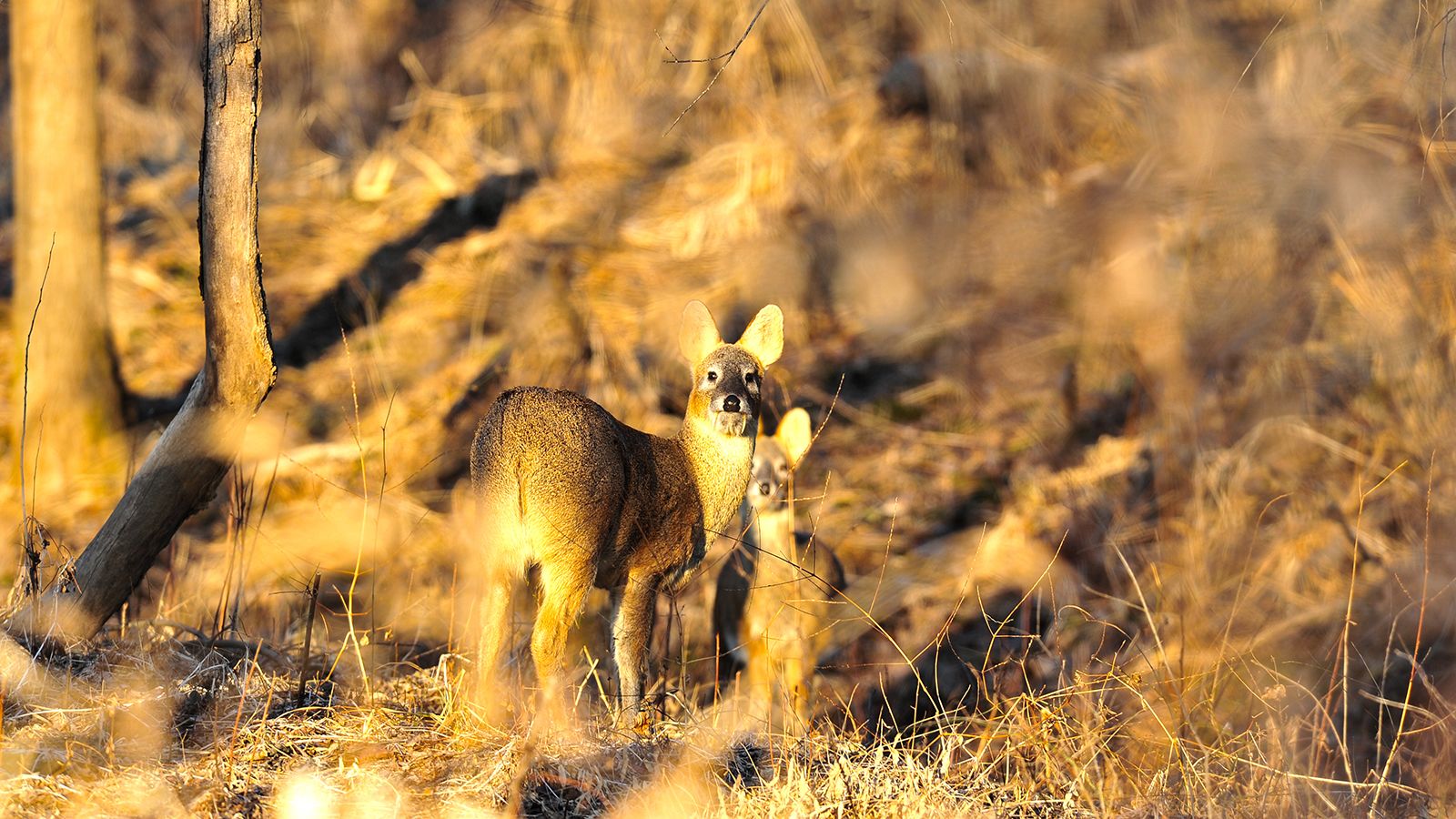 Wildlife is returning to these demilitarized zones | CNN Wildlife is returning to these demilitarized zones | CNN