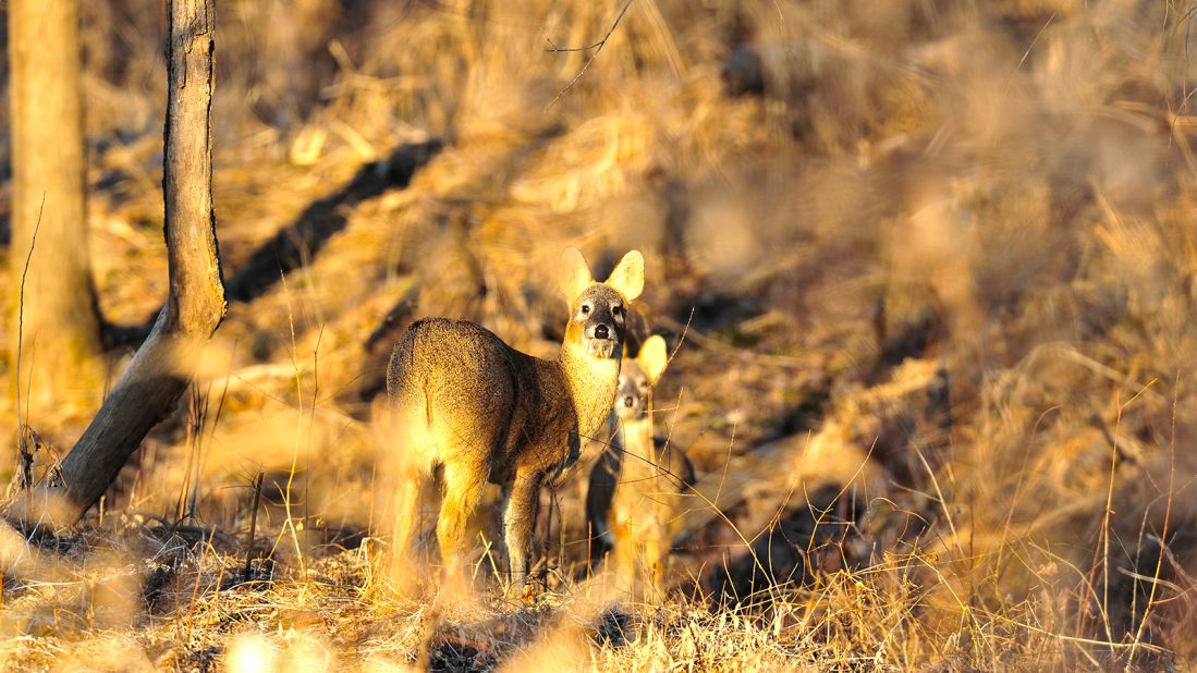 <strong>Water deer: </strong>"They are one of the very ancient, original animal species that have not evolved much at all genetically," says Kim, "They often appear in ancient murals."