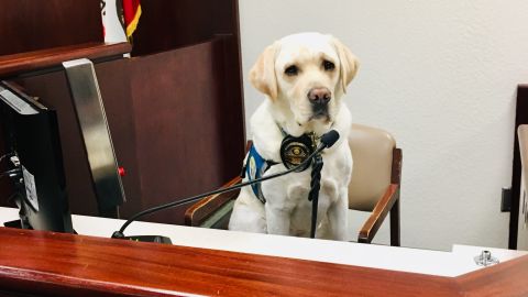 While on duty, Raider wears a blue vest as well as a police badge around his neck.
