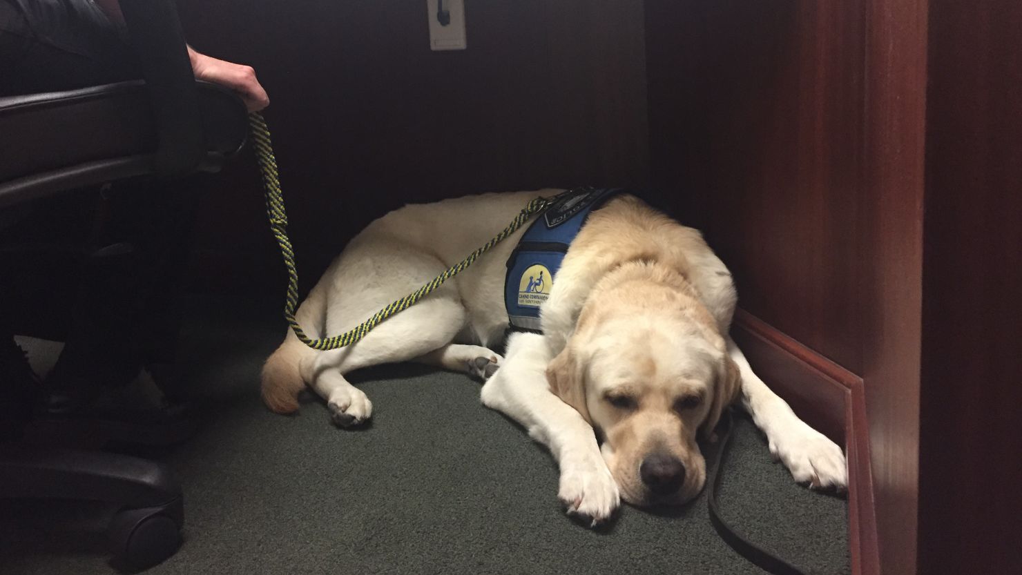 Raider, a facility dog with the Corona Police Department, has supported the Turpin children for more than a year, his handler said.