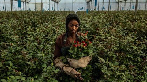 A woman picks roses inside a greenhouse at Wildfire Flowers on February 13, 2019 in Naivasha, Kenya. (Photo by Andrew Renneisen/Getty Images)