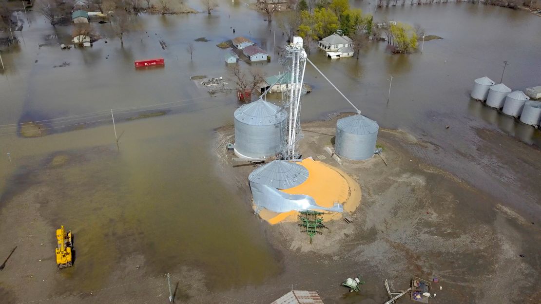 Grain lies spoiling after its silo was broken in the flooding. 