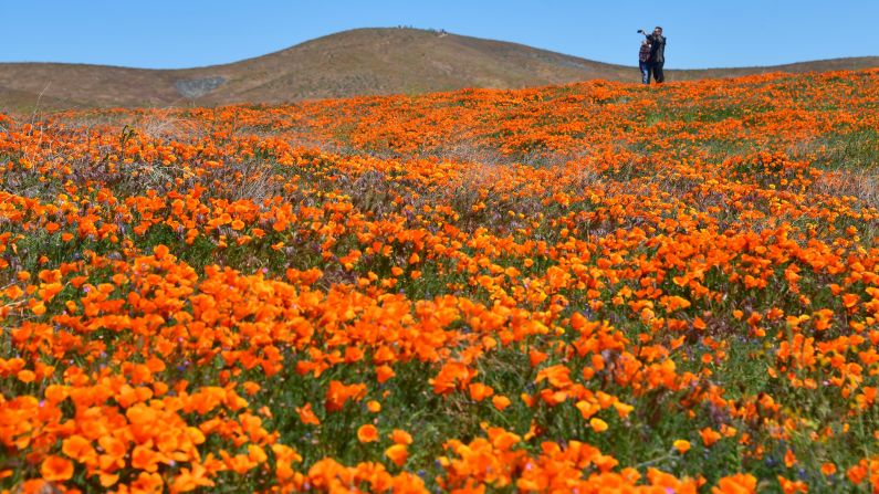 <strong>Lancaster, California:</strong> A particularly wet winter season led to a "superbloom" of orange poppies and other wildflowers across California hills in April. 