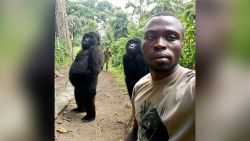 "You might have recently seen caretakers Mathieu and Patrick's amazing selfie with female orphaned gorillas Ndakazi and Ndeze inside the Senkwekwe center at Virunga National Park. We've received dozens of messages about the photo. YES, it's real! Those gorilla gals are always acting cheeky so this was the perfect shot of their true personalities! Also, it's no surprise to see these girls on their two feet either—most primates are comfortable walking upright (bipedalism) for short bursts of time.
Guys, if you shared our gorilla selfie post, please share our Earth Day posts as well! Conserving Virunga's amazing wildlife is a constant challenge for the Park and our work wouldn't be possible without your support."