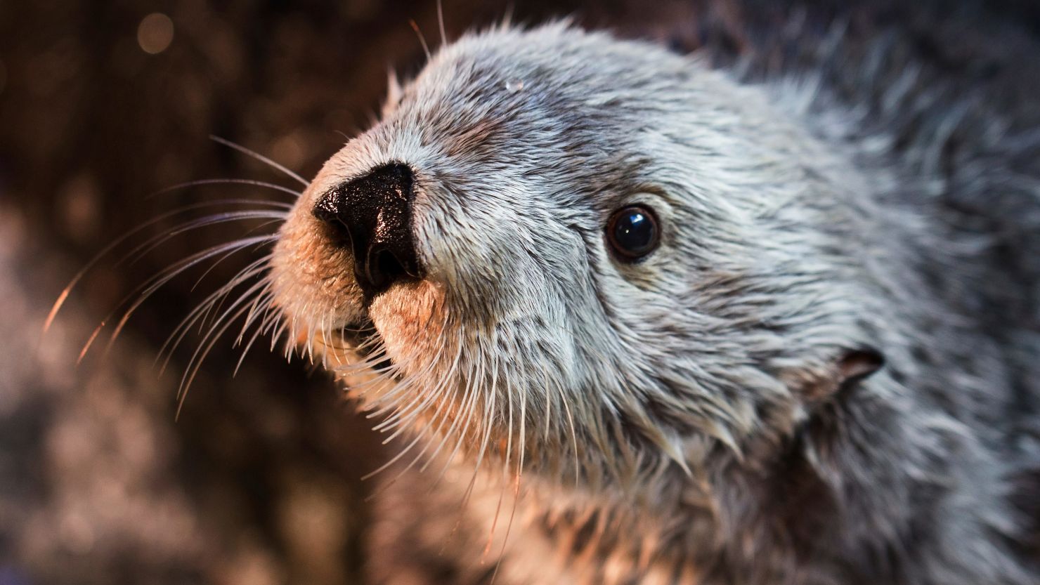 Charlie, a male sea otter at the Aquarium of the Pacific, died Monday as the oldest southern sea otter at any zoo or aquarium.
