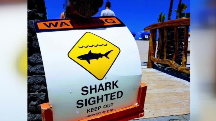 hawaii shark sign
