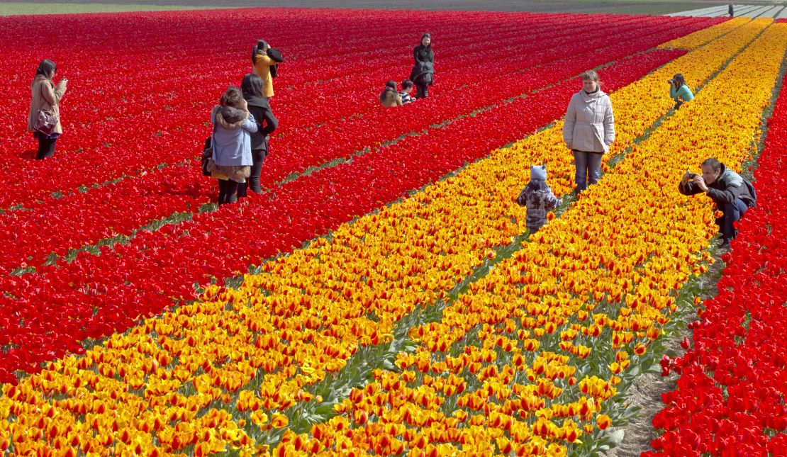 Thousands flock to the Netherlands' tulip fields each year.