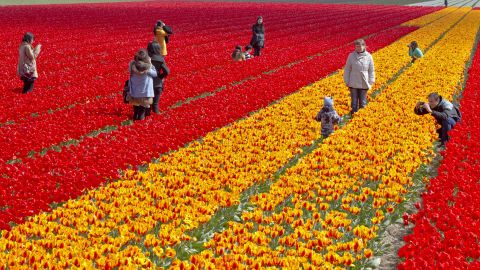 Thousands flock to the Netherlands' tulip fields each year.