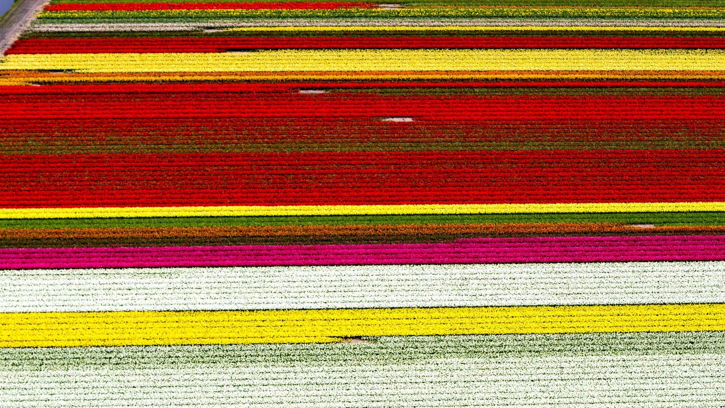 An aerial photo taken in April 2017 shows the tulip fields of Keukenhof in full bloom.