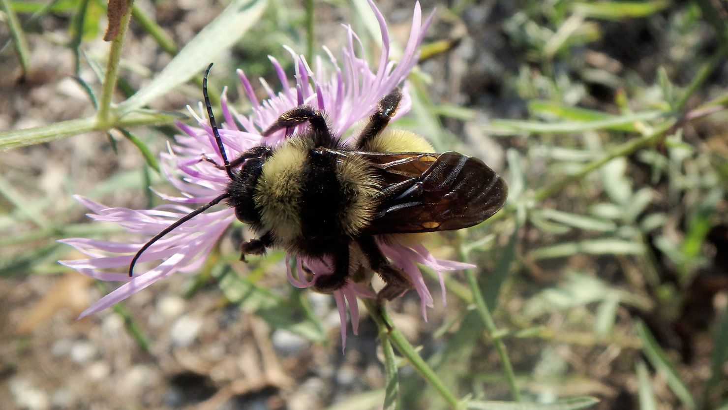 american bumble bee